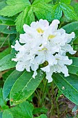 Rhododendron Cunninghams White, flowers