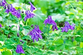 Alpine Columbine, Aquilegia alpina, flowers