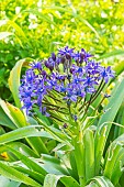 Peruvian lily ?Caribbean Jewels Sapphire Blue?, Scilla peruviana ?Caribbean Jewels Sapphire Blue?, flowers