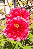Japanese tree peony Kaow, Paeonia suffruticosa Kaow, flowers