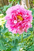 Chinese tree peony Qing Shan Guan Xue, flower