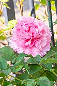 Tree peony Fragans Maxima Plena, Paeonia suffruticosa Fragans Maxima Plena, flower