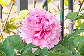 Tree peony Fragans Maxima Plena, Paeonia suffruticosa Fragans Maxima Plena, flower