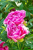 Pivoine arbustive Shikowden, Paeonia suffruticosa Shikowden, flowers