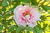 Japanese tree peony Yaezakura, Paeonia suffruticosa Yaezakura, flower