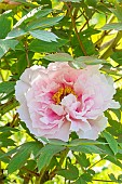 Japanese tree peony Yaezakura, Paeonia suffruticosa Yaezakura, flower