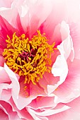Japanese tree peony Yaezakura, Paeonia suffruticosa Yaezakura, flower