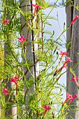 Cypress vine, Ipomoea Quamoclit Rose, flowers