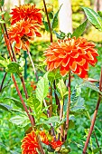 Dahlia Valentino, flowers