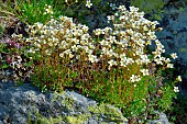 Saxifrage (Saxifraga nervosa), Habitat: subalpine and montane siliceous rock, Pyrenean endemic, Aragon, Spain