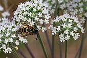 Common wasp (Vespula vulgaris) on an umbelliferous plant