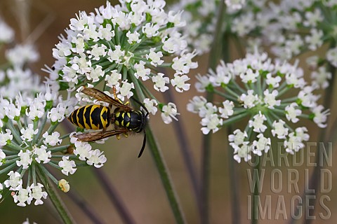 Common_wasp_Vespula_vulgaris_on_an_umbelliferous_plant