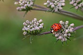 Asian ladybug (Harmonia axyridis) on an umbelliferous plant