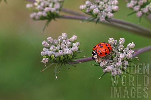 Asian_ladybug_Harmonia_axyridis_on_an_umbelliferous_plant