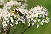 Common wasp (Vespula vulgaris) on an umbelliferous plant