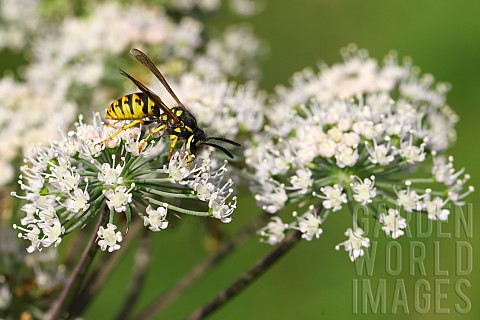 Common_wasp_Vespula_vulgaris_on_an_umbelliferous_plant