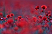 Poppies (Papaver rhoeas) in bloom in a meadow in Calvados, Normandy, France