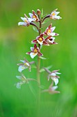 Marsh helleborine (Epipactis palustris) in spring bloom in a wetland.