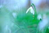 Snowdrop (Galanthus nivalis) in an undergrowth at sunrise