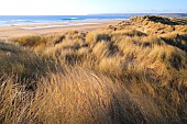 Biville Dune, Manche, Normandy, France