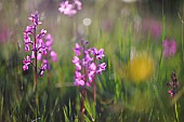 Loose-flowered orchid (Anacamptis laxiflora) in a wet meadow