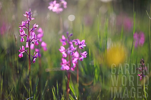 Looseflowered_orchid_Anacamptis_laxiflora_in_a_wet_meadow