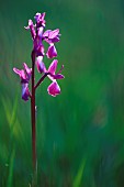 Loose-flowered orchid (Anacamptis laxiflora) in a wet meadow