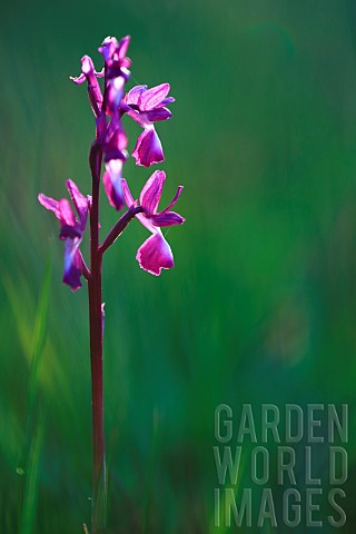 Looseflowered_orchid_Anacamptis_laxiflora_in_a_wet_meadow