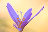 Detail of an Autumn crocus flower (Colchicum autumnale)