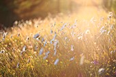 A meadow of tall daisies (Leucanthemum vulgare) in spring, cradled in the late afternoon sun.