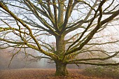 Oak in winter, Vosges du Nord Regional Nature Park, France