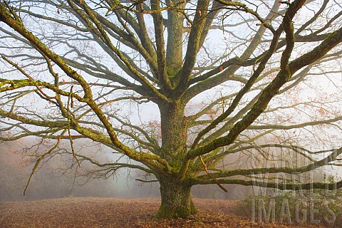 Oak_in_winter_Vosges_du_Nord_Regional_Nature_Park_France