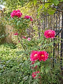 Japanese tree peony Asahi-minato, Paeonia suffruticosa Asahi-minato, flowers