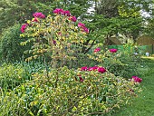 Tree peony Feng Xiga, Paeonia rockii Feng Xiga, in bloom