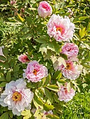 Pivoine arbustive Yaezakura, Paeonia suffruticosa Yaezakura, flowers