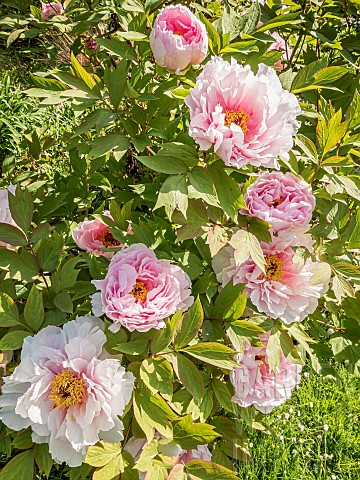 Pivoine_arbustive_Yaezakura_Paeonia_suffruticosa_Yaezakura_flowers