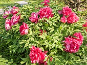 Japanese tree peony Asahi-minato, Paeonia suffruticosa Asahi-minato, flowers