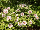 Japanese tree peony Kenshu Mon, Paeonia suffruticosa Kenshu Mon, in bloom