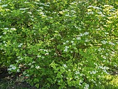 Siebolds viburnum, Viburnum sieboldii, in bloom