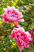 Japanese tree peony Shikowden, Paeonia suffruticosa Shikowden, flowers