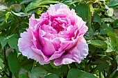 apanese tree peony Yatsuka-jishi, Paeonia suffruticosa Yatsuka-jishi, flower