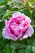 apanese tree peony Yatsuka-jishi, Paeonia suffruticosa Yatsuka-jishi, flower
