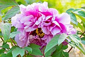 apanese tree peony Yatsuka-jishi, Paeonia suffruticosa Yatsuka-jishi, flower