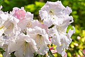 Rhododendron Loderi Pink Diamond, flowers