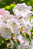 Rhododendron Loderi Pink Diamond, flowers