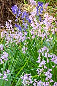 Spanish Bluebell, Hyacinthoides hispanica Queen of the Pinks, Hyacinthoides hispanica Excelsior, flowers