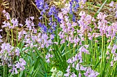 Spanish Bluebell, Hyacinthoides hispanica Queen of the Pinks, Hyacinthoides hispanica Excelsior, flowers
