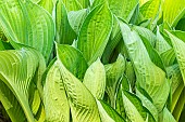 Plantain Lily, Hosta Gold Regal, foliage