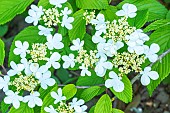 Japanese snowball, Viburnum plicatum Summer Snow Flake, flowers