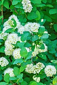 Birchleaf Spirea, Spiraea betulifolia, flowers